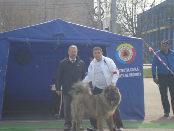 FLEX CAUCAZ DE NEAMT; FEX CAUCAZ DE NEAMT- EXPO. CAC SUCEAVA, 20-04-213, A OBTINUT EXCELENT 1, CACJ, CEL MAI BUN MASCUL AL RASEI, BOB, ARBRITRU RING, MOLNAR ZSOLT
