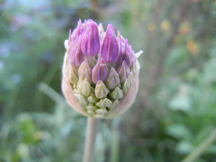 Allium Purple Sensation (2013, April 27) - Allium aflatunense Purple