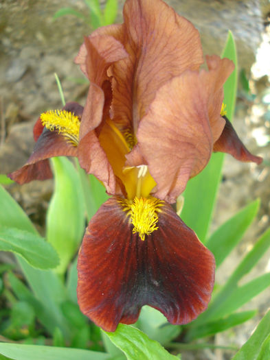 "Little Buccaneer"; Iris Barbata Nana (sau Pumila)
