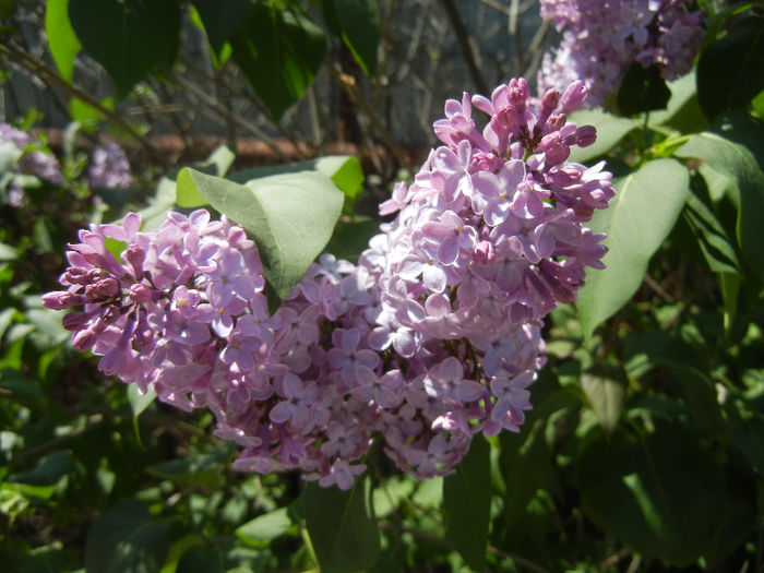 Syringa vulgaris_Lilac (2013, April 26)