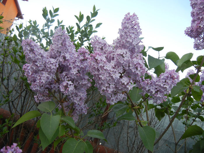 Syringa vulgaris_Lilac (2013, April 27)