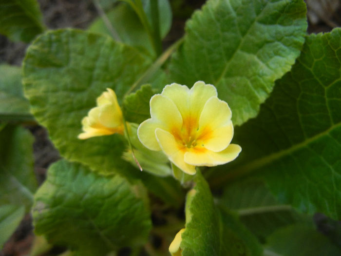 Primula polyanthus Yellow (2013, Apr.27)