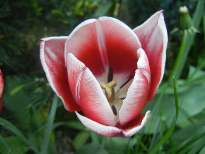Tulipa Leen van der Mark (2013, April 27)