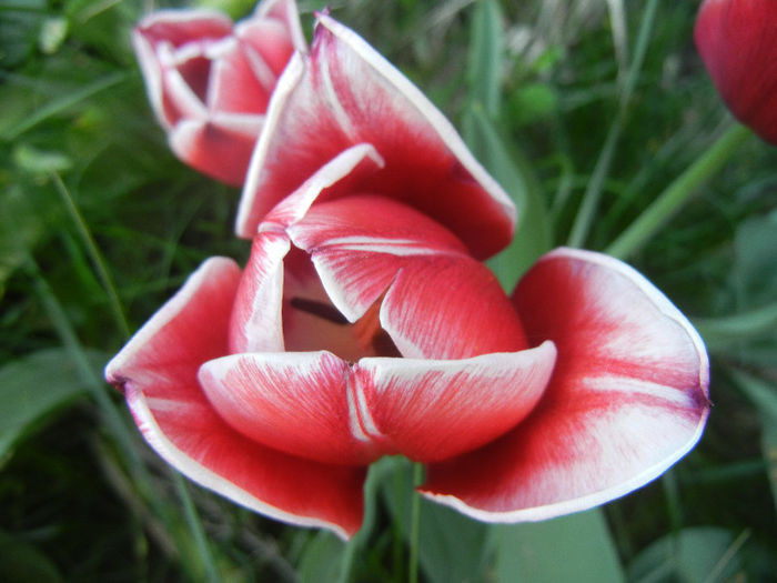 Tulipa Leen van der Mark (2013, April 27)
