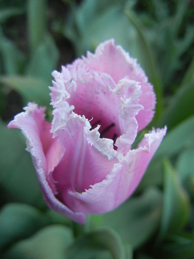 Tulipa Canova (2013, April 27)