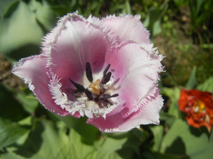 Tulipa Canova (2013, April 27)