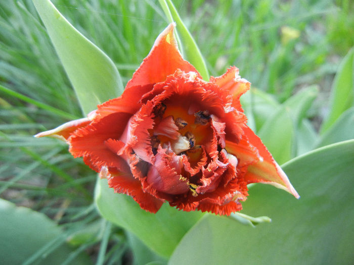 Tulipa Maroon (2013, April 27)