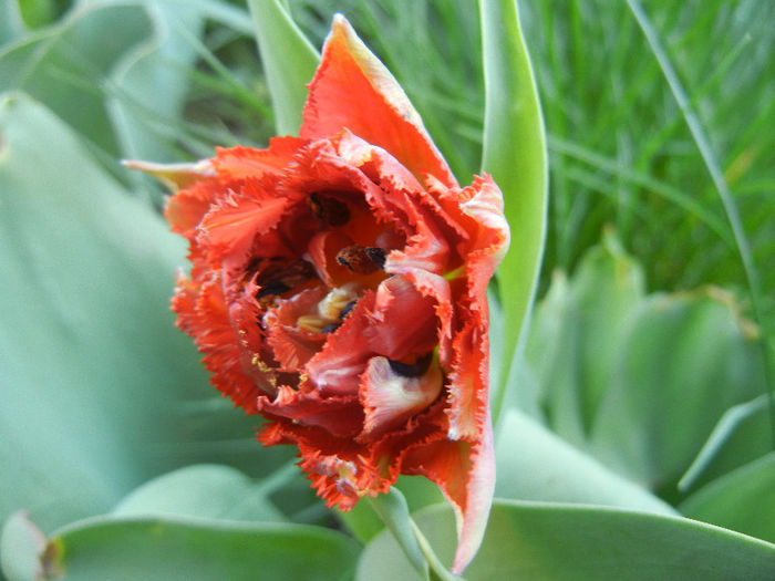 Tulipa Maroon (2013, April 27)