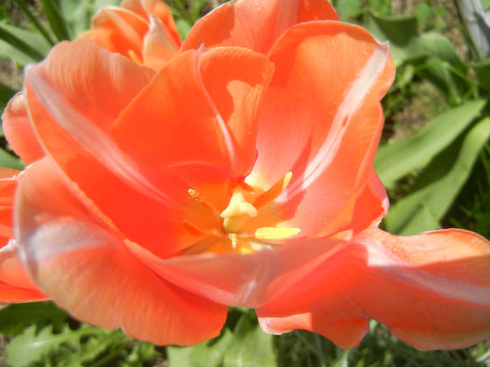 Tulipa Menton (2013, April 27)