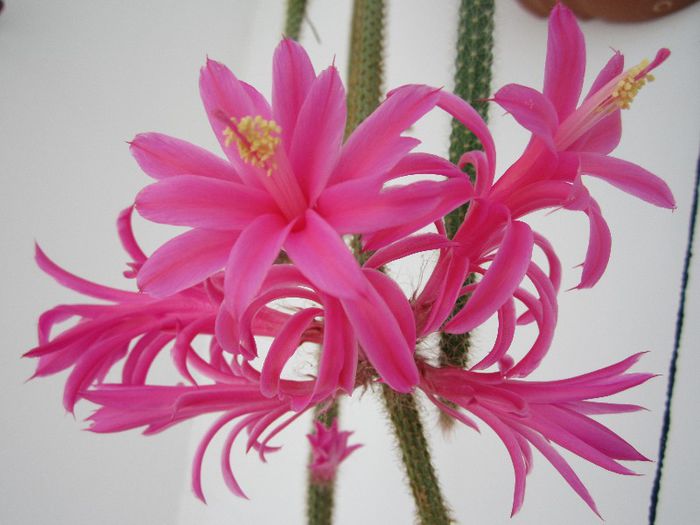 AAporocactus flageliformis-Multumesc Lenny!