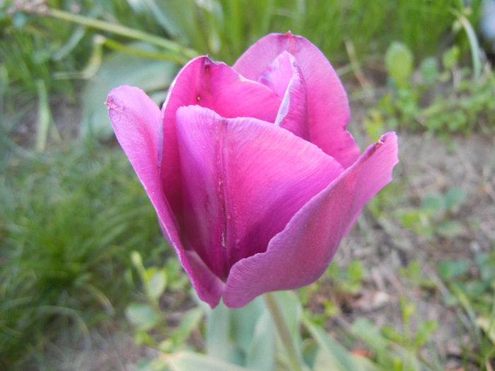 Tulipa Purple Flag (2013, April 27)
