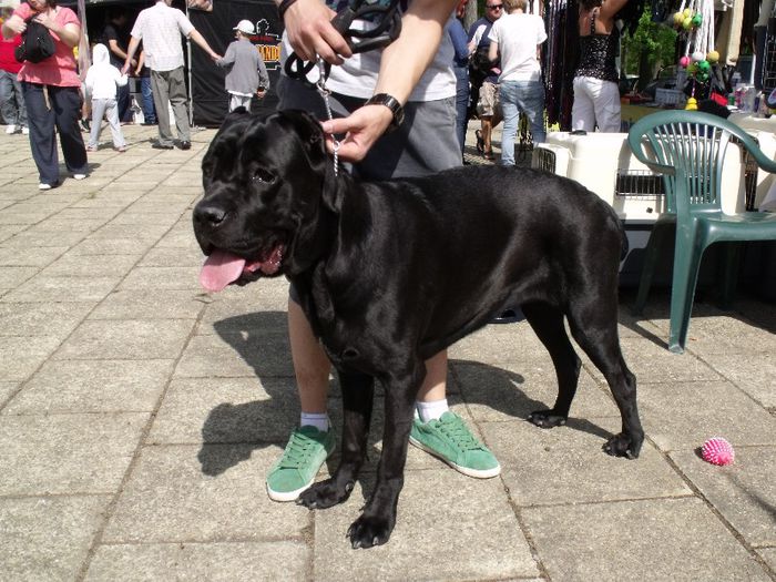 Cane corso