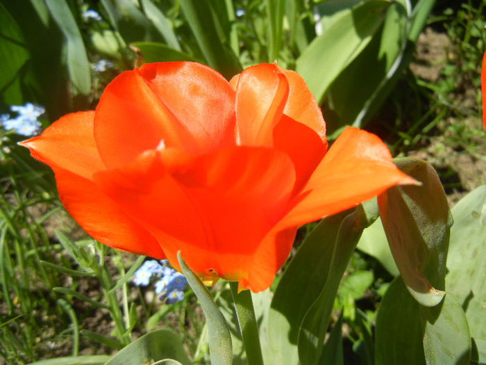 Tulipa Tangerine Beauty (2013, April 26) - Tulipa Tangerine Beauty