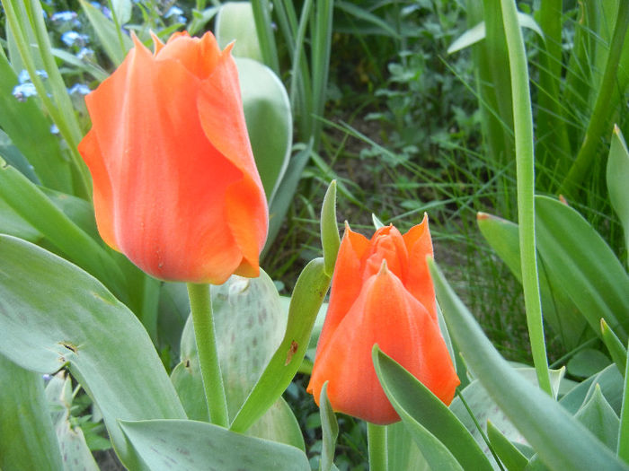 Tulipa Tangerine Beauty (2013, April 27) - Tulipa Tangerine Beauty
