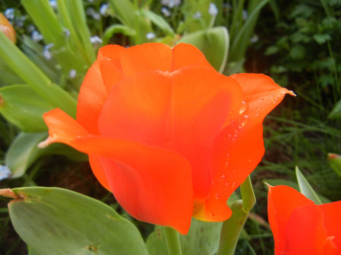 Tulipa Tangerine Beauty (2013, April 27)