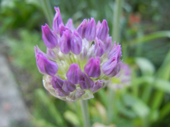 Allium Purple Sensation (2013, April 29) - Allium aflatunense Purple