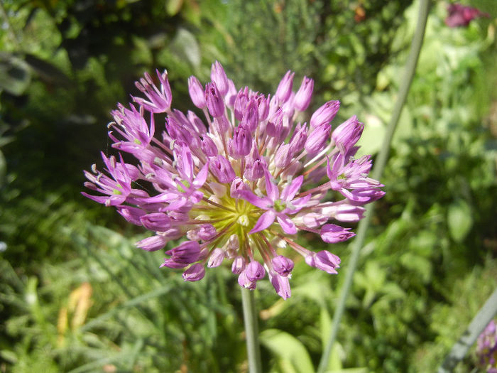 Allium Purple Sensation (2013, April 29) - Allium aflatunense Purple