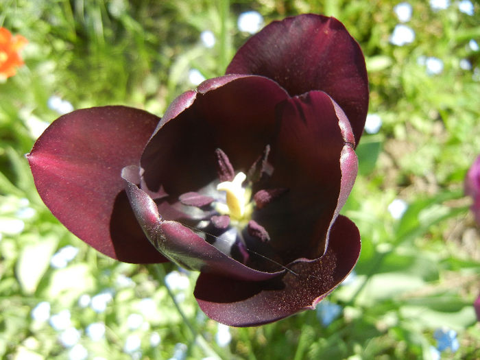 Tulipa Queen of Night (2013, April 26)