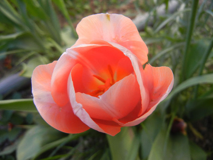 Tulipa Menton (2013, April 28)