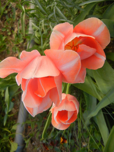 Tulipa Menton (2013, April 28)