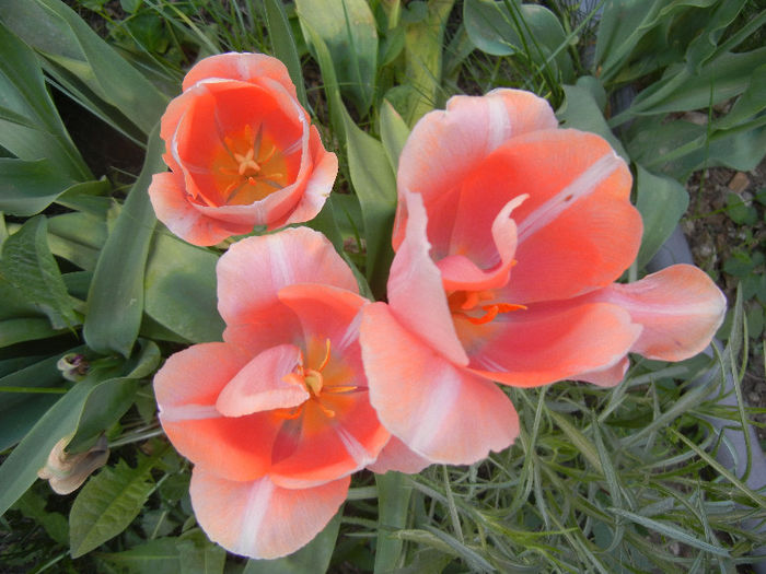 Tulipa Menton (2013, April 29)