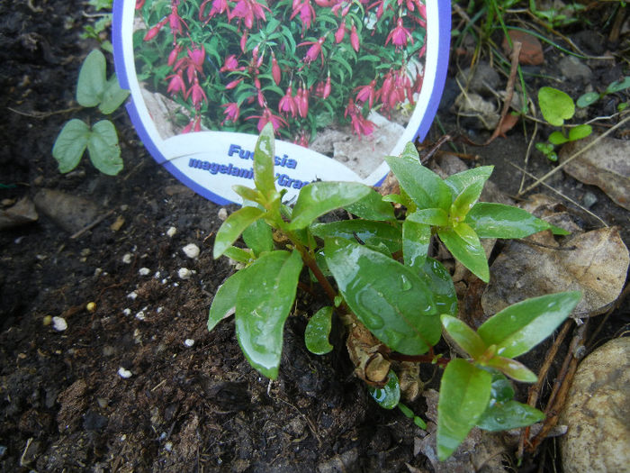 Fuchsia magellanica Gracilis (`13, Apr.29)