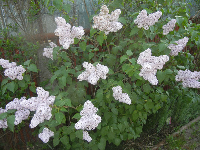 Syringa vulgaris_Lilac (2013, April 29)