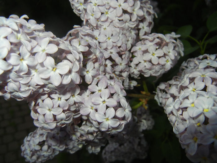 Syringa vulgaris_Lilac (2013, April 29)