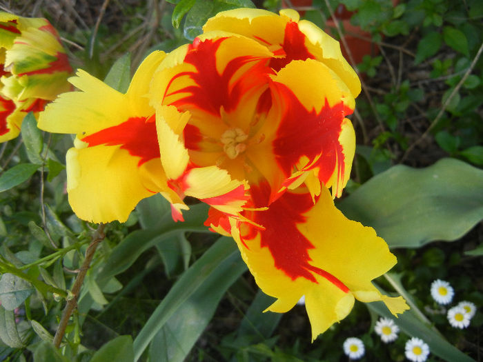 Tulipa Texas Flame (2013, April 30) - Tulipa Texas Flame