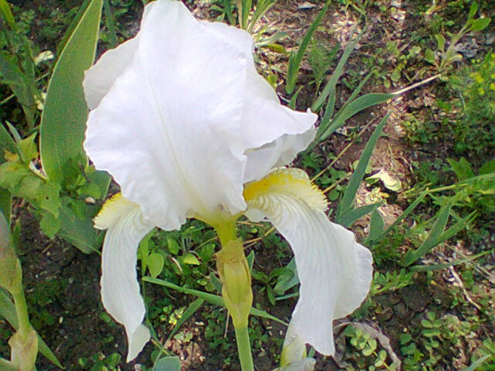 iris alb 50 bc. 8lei.