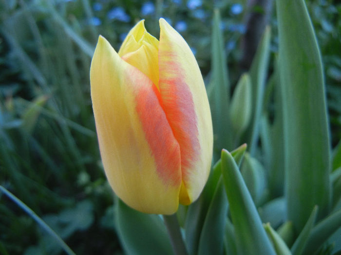 Tulipa Florette (2013, April 27)