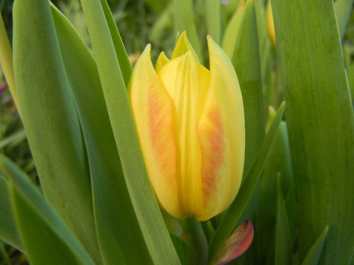 Tulipa Florette (2013, April 28)