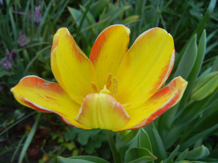 Tulipa Florette (2013, April 29)