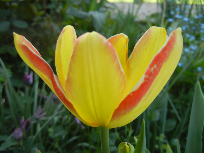 Tulipa Florette (2013, April 29)