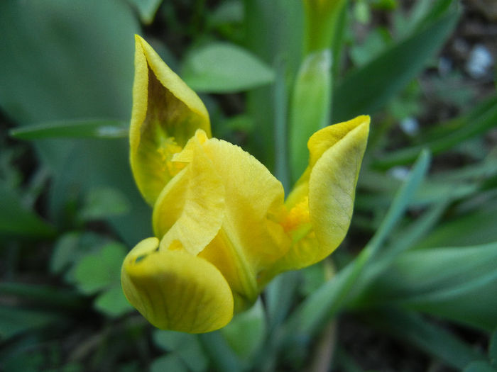 Iris pumila Yellow (2013, April 17) - Iris pumila Yellow