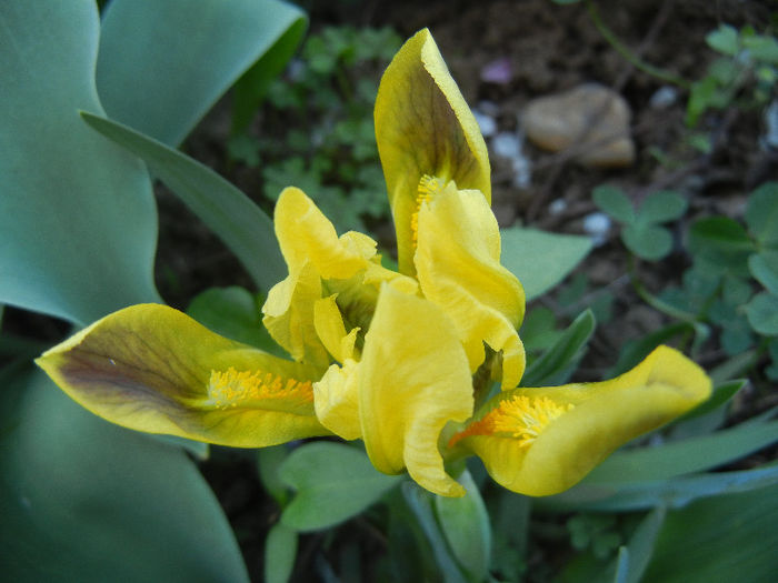 Iris pumila Yellow (2013, April 17) - Iris pumila Yellow
