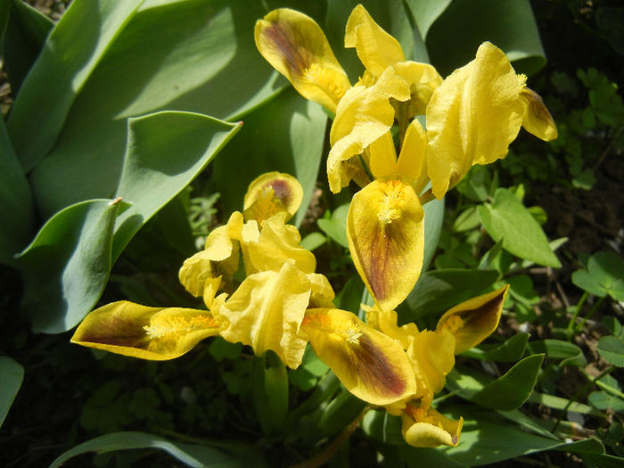 Iris pumila Yellow (2013, April 18) - Iris pumila Yellow