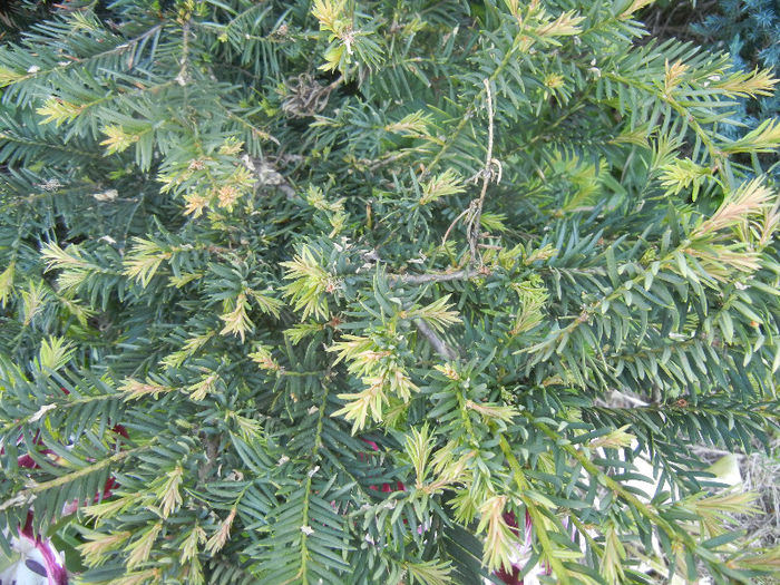 Taxus baccata (2013, May 01)
