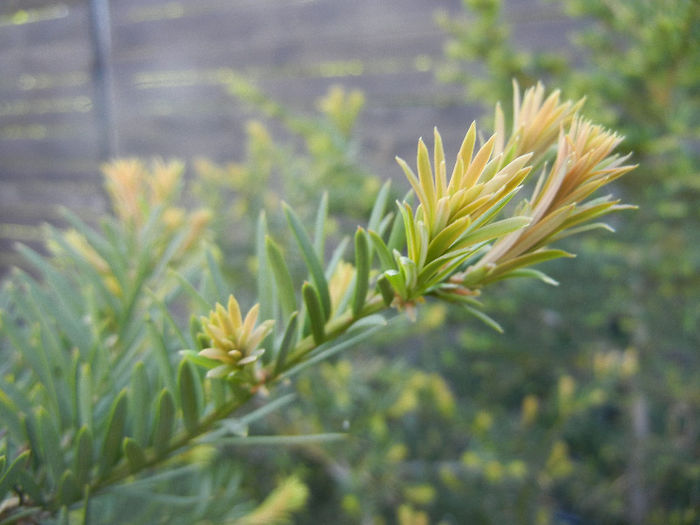 Taxus baccata (2013, May 01)