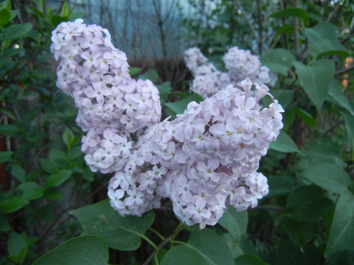 Syringa vulgaris_Lilac (2013, May 01)