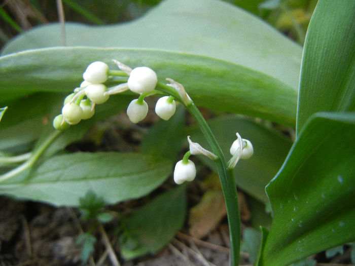 Lily of the Valley (2013, April 29)