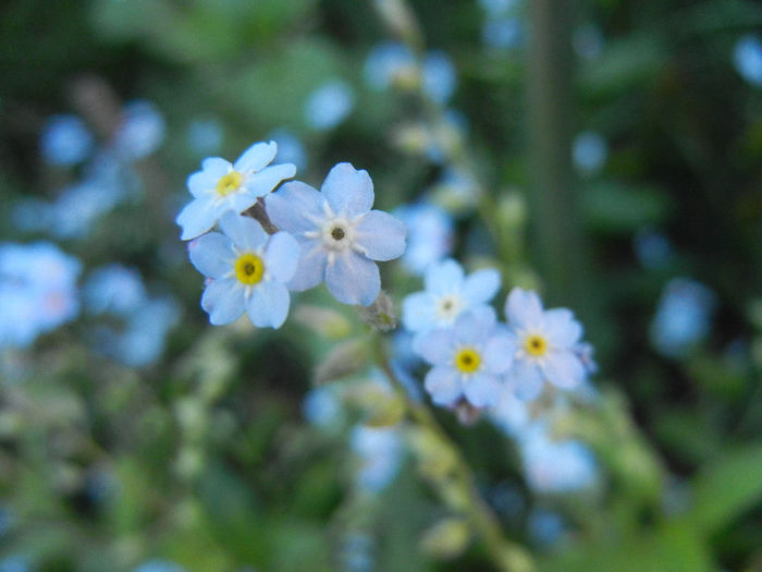 Myosotis alpestris (2013, May 03) - MYOSOTIS Alpestris