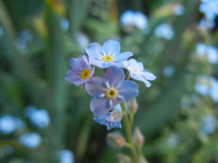 Myosotis alpestris (2013, May 03) - MYOSOTIS Alpestris