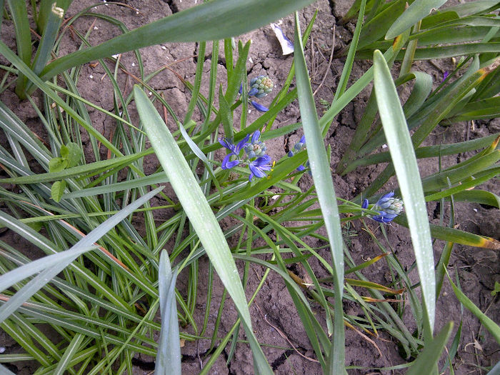 muscari - flori de gradina 2013