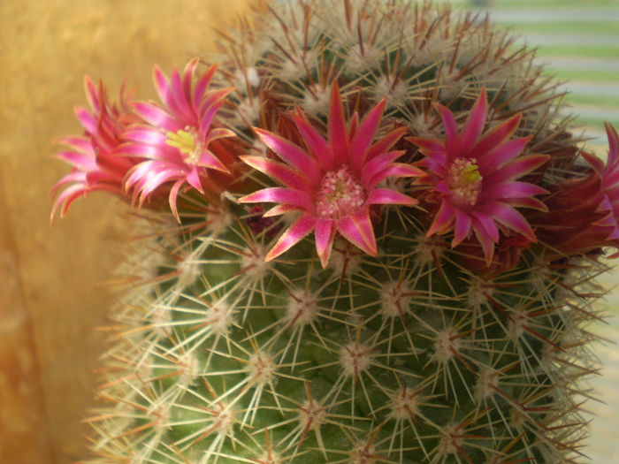 Mammillaria bella