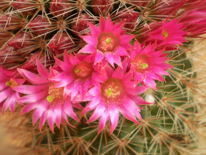 Mammillaria columbiana