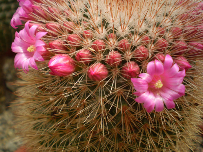 Mammillaria spinosissima subsp pilcayensis