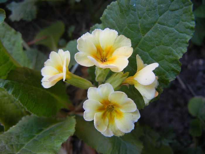 Primula polyanthus Yellow (2013, May 03) - Primula polyanthus Yellow