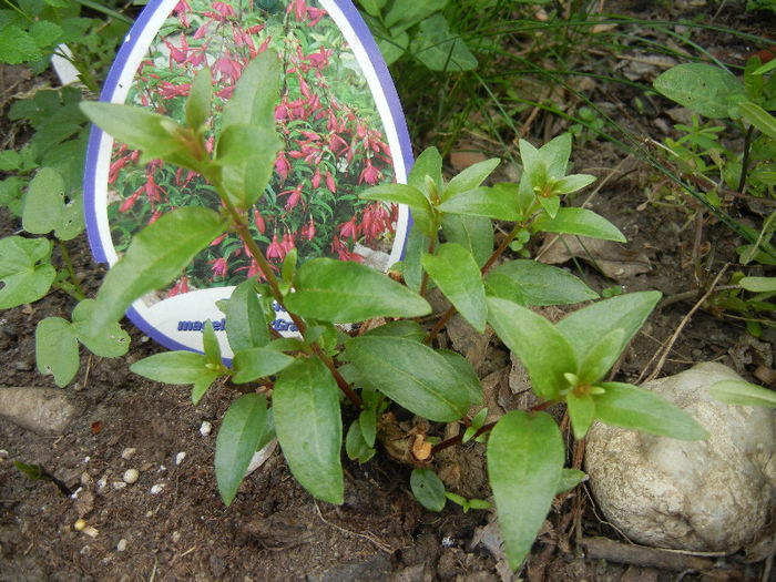 Fuchsia magellanica Gracilis (`13, May 05)