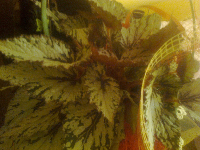 begonia rex